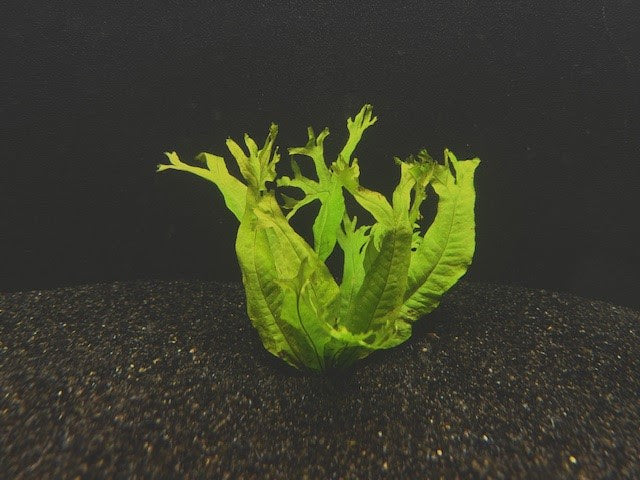 Java Fern Microsorum 