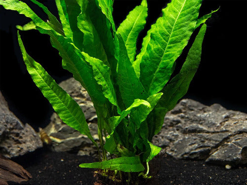 Java Fern Microsorum Pteropus