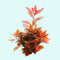 Ludwigia Repens (Rubin)