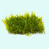 Flame Moss (Taxiphyllum 'Flame')