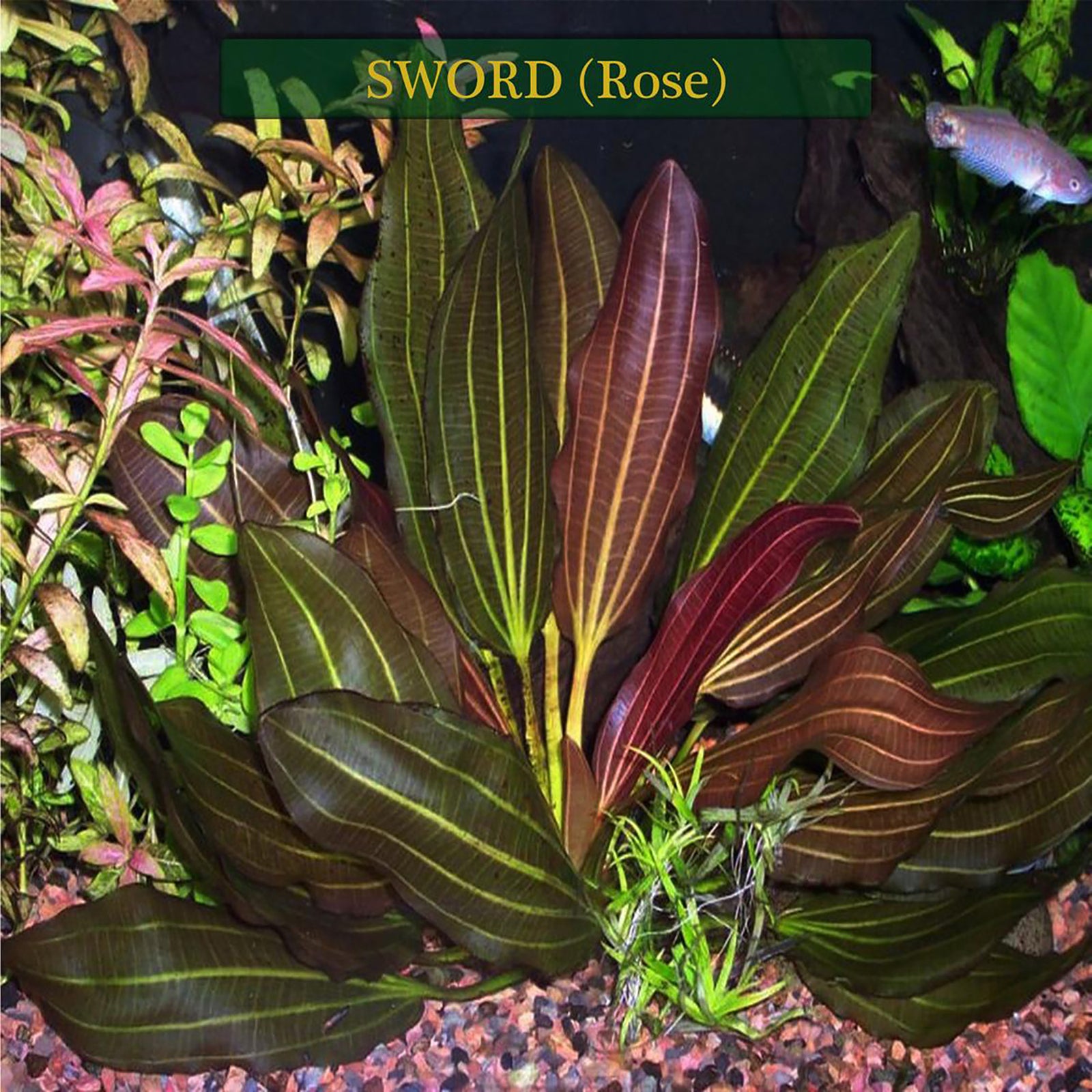 Amazon Sword Echinodorus Red Rose