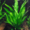 Java Fern Microsorum Pteropus