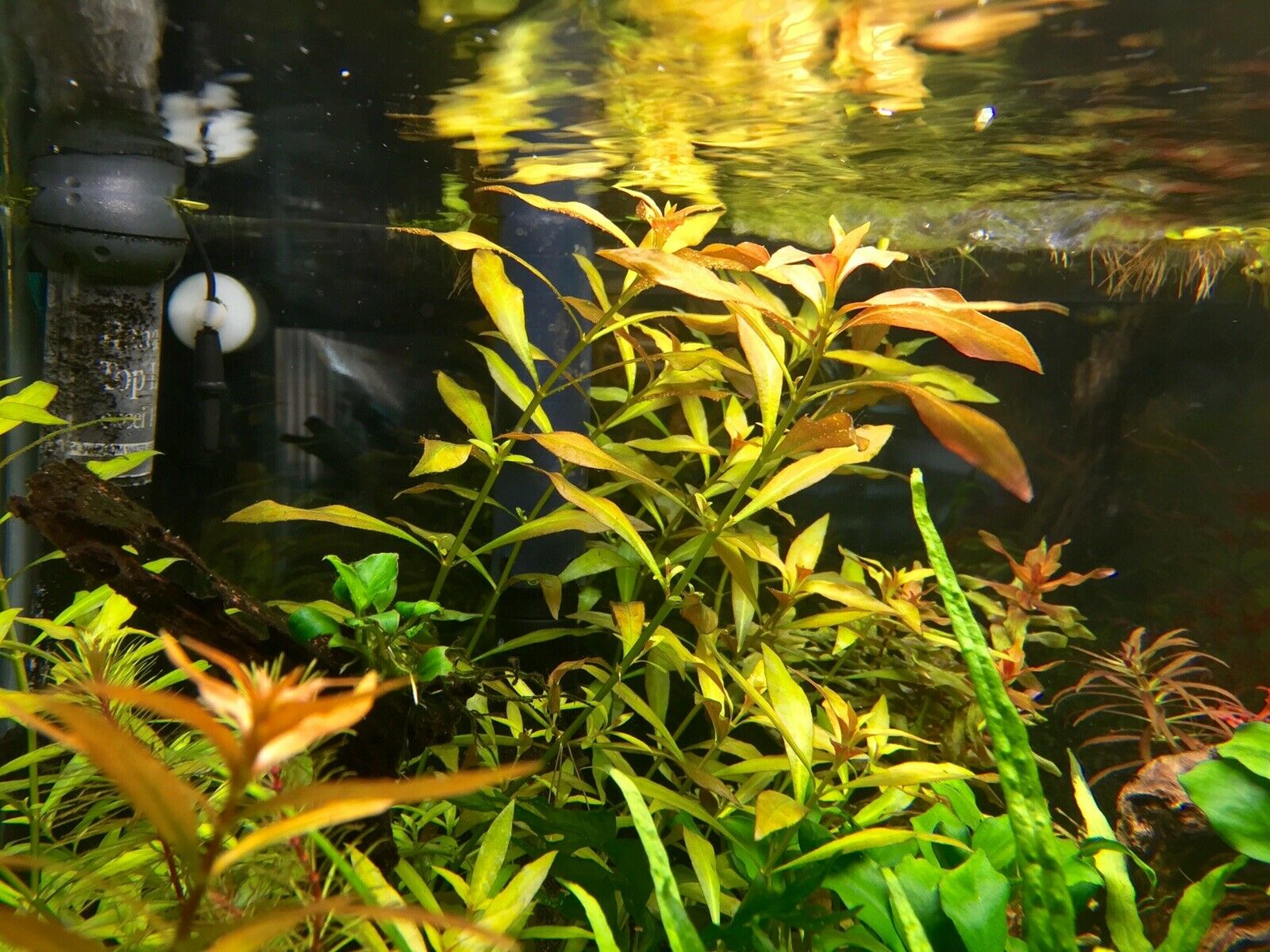 Needle Leaf Ludwigia (Arcuata)