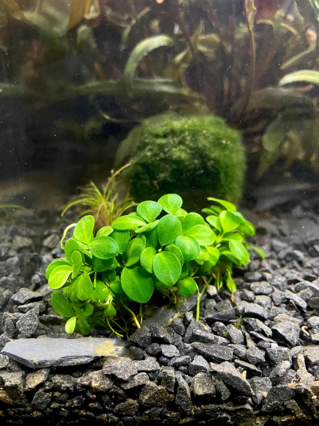 Anubias Barteri Mini Coin