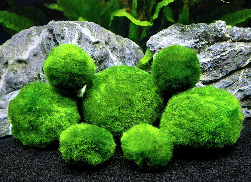 Moss balls - 10 pieces - Marimo - Chladoflora Aegagropila