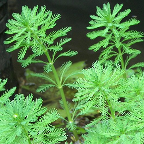 Parrot's Feather Myriophyllum Aquaticum