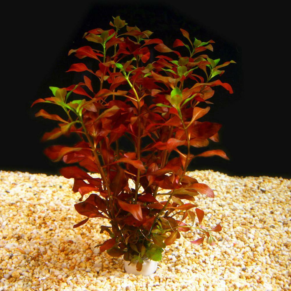 Ludwigia Repens Super Red Mini 2