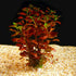 Ludwigia Repens Super Red Mini 2"Pot