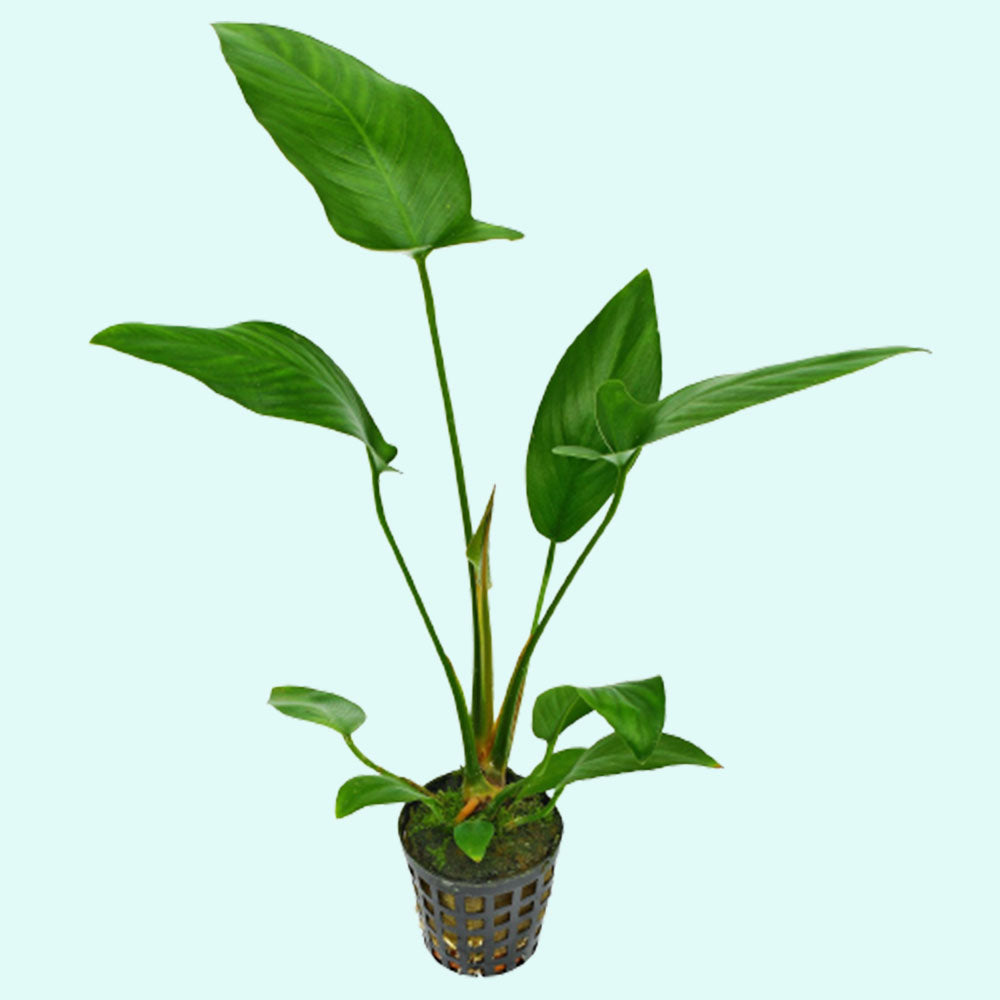 Anubias Hastifolia Bare Root