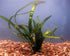 6 Plant Pack Jungle Vallisneria Americana Val Plants