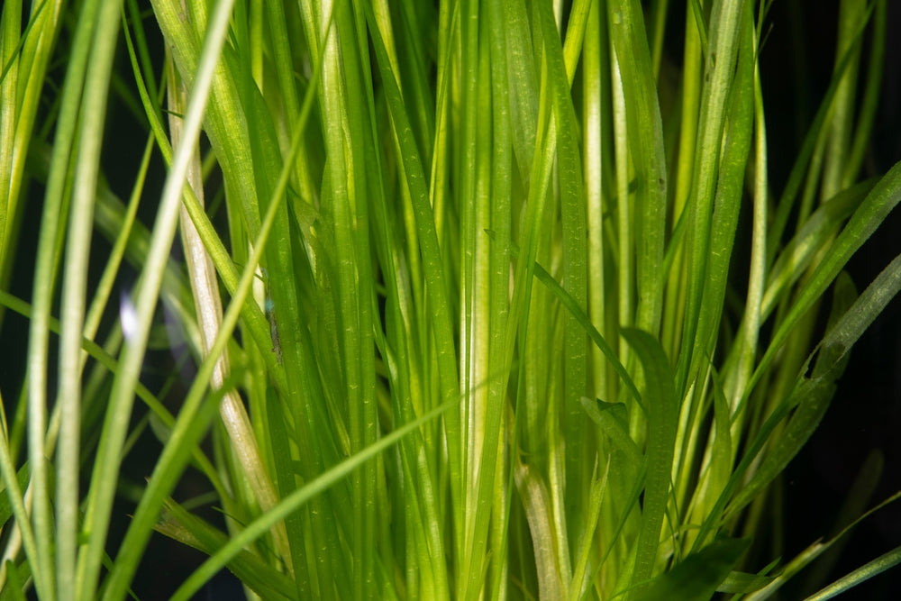 Jungle Vallisneria Americana