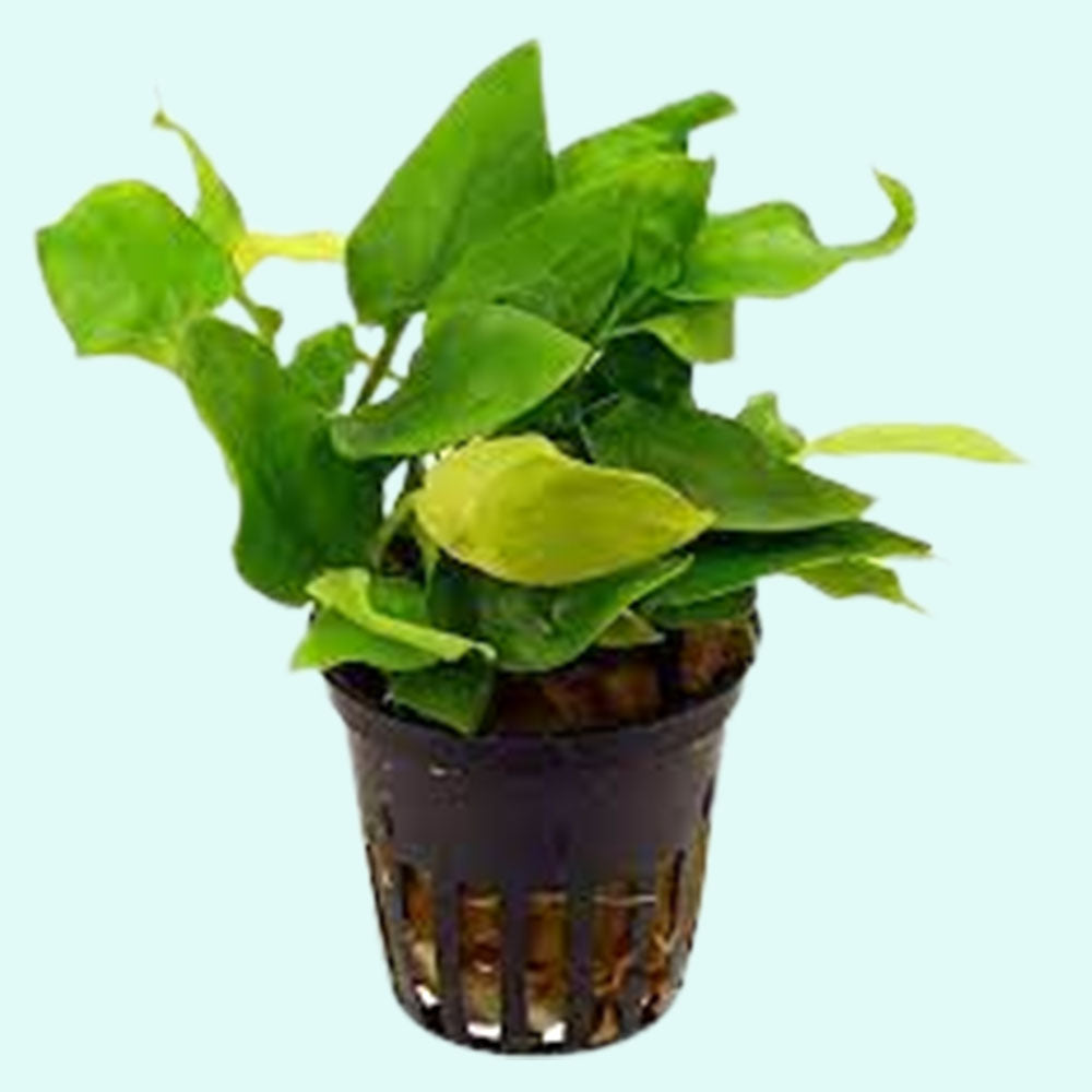 Anubias Barteri Nana (Golden)