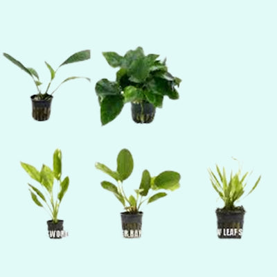 Live Aquarium Plants Essential Bundle - 4 Plants