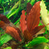 Amazon Sword Echinodorus "Indian Red"