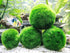 Marimo Moss Ball Aegagropila Linnaei