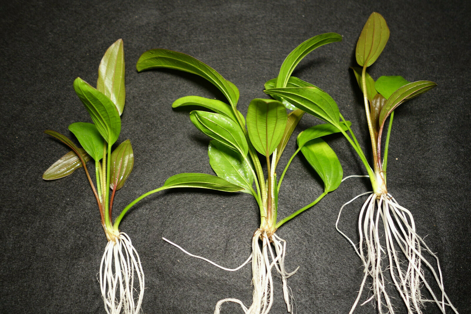 Amazon Melon Sword (Echinodorus Osiris)