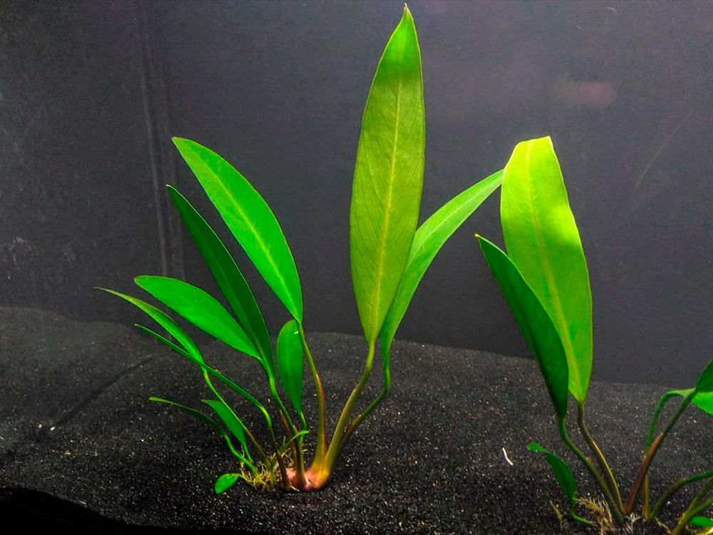 Anubias Heterophylla Lanceolata Bare Root