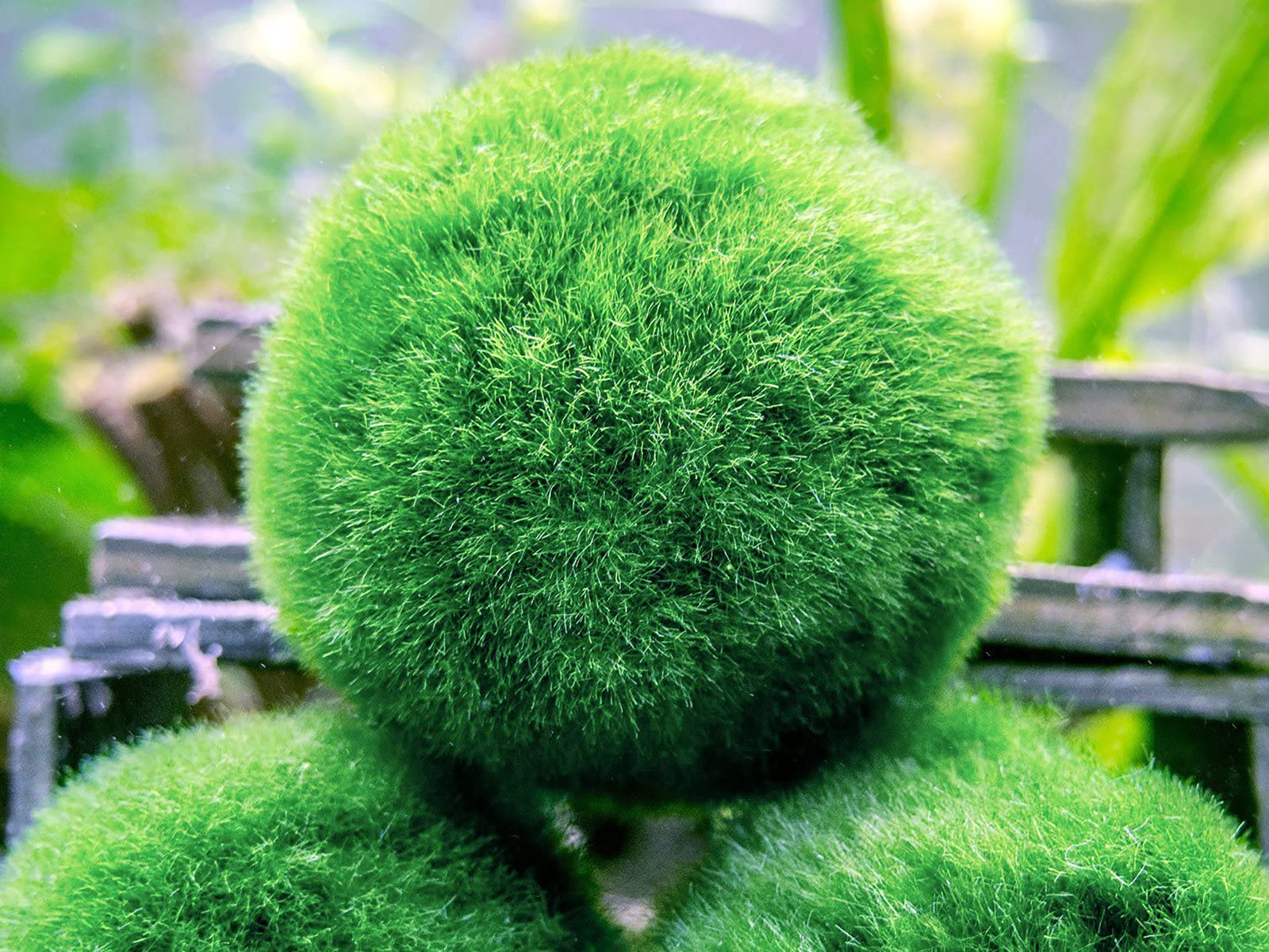 Marimo Moss Ball Aegagropila Linnaei