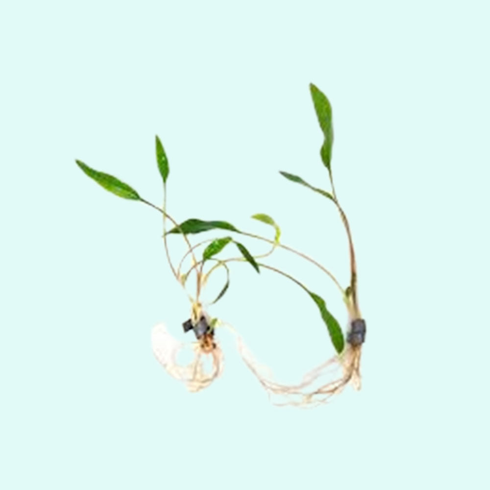 Cryptocoryne Crypt Lutea