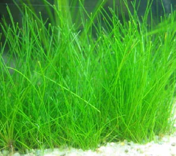 Dwarf Hairgrass Clump Eleocharis Parvula