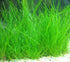 Dwarf Hairgrass Eleocharis Acicularis 'Mini'