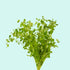 Mint Charlie (Micromeria Brownei)