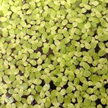 Duckweed (Lemma Minor)