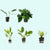 Live Aquarium Plants Essential Bundle - 4 Plants