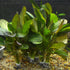 Amazon Sword Echinodorus "Green Ozelot"