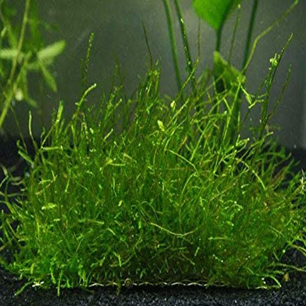 Java Moss 