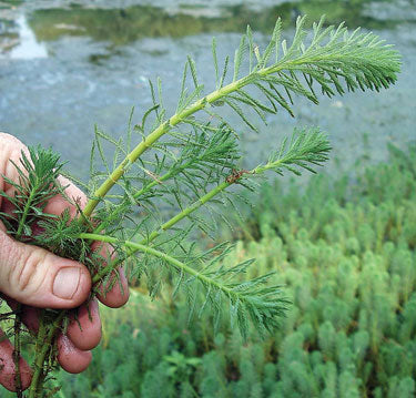 Parrot's Feather Myriophyllum Aquaticum