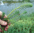 Parrot's Feather Myriophyllum Aquaticum