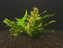 Java Fern Microsorum "Sunrise"