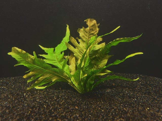 Java Fern Microsorum "Sunrise"