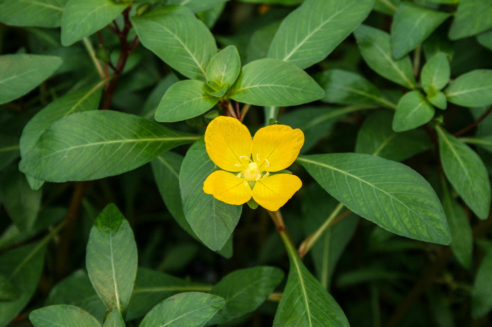 Needle Leaf Ludwigia (Arcuata)