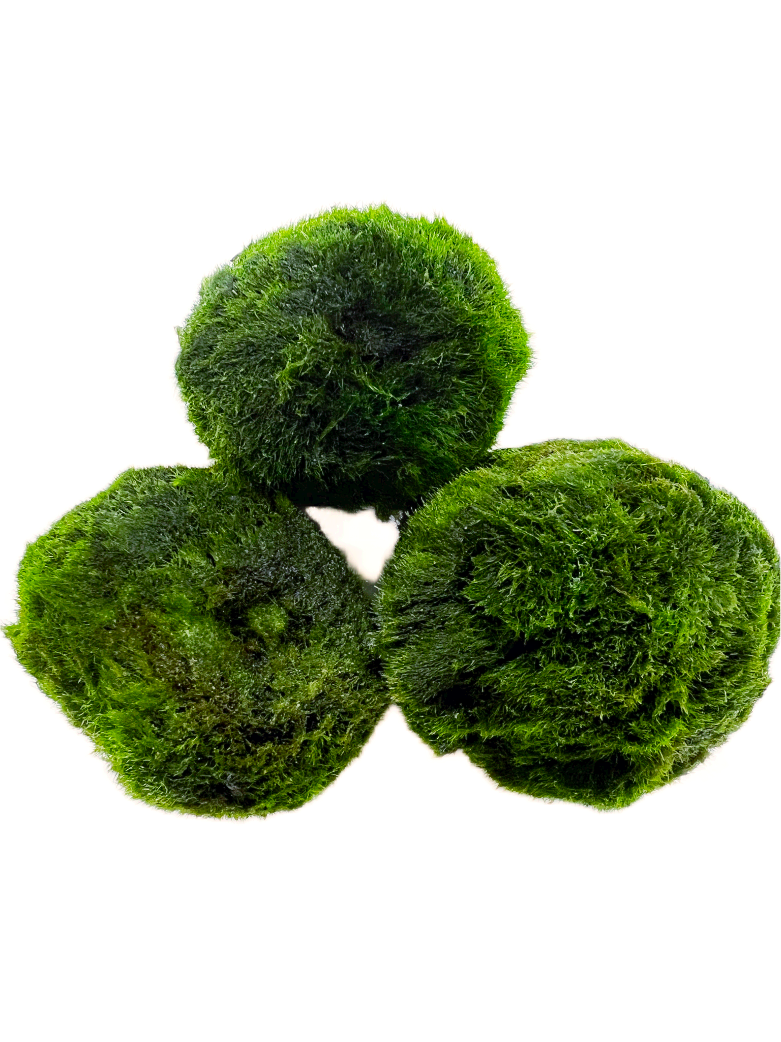 Marimo Moss Ball Aegagropila Linnaei