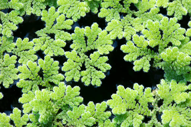 Azolla Filiculoides 