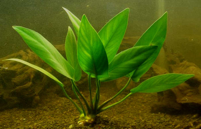 Anubias Hastifolia Bare Root