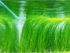 Hairgrass (Eleocharis Vivipara)