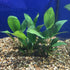 Anubias Hastifolia Bare Root