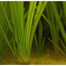 6 Plant Pack Jungle Vallisneria Americana Val Plants