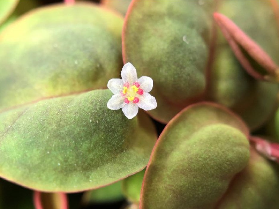 Red Root Floater Phyllanthus Fluitans