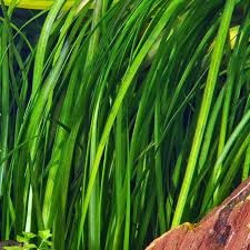 6 Plant Pack Jungle Vallisneria Americana Val Plants