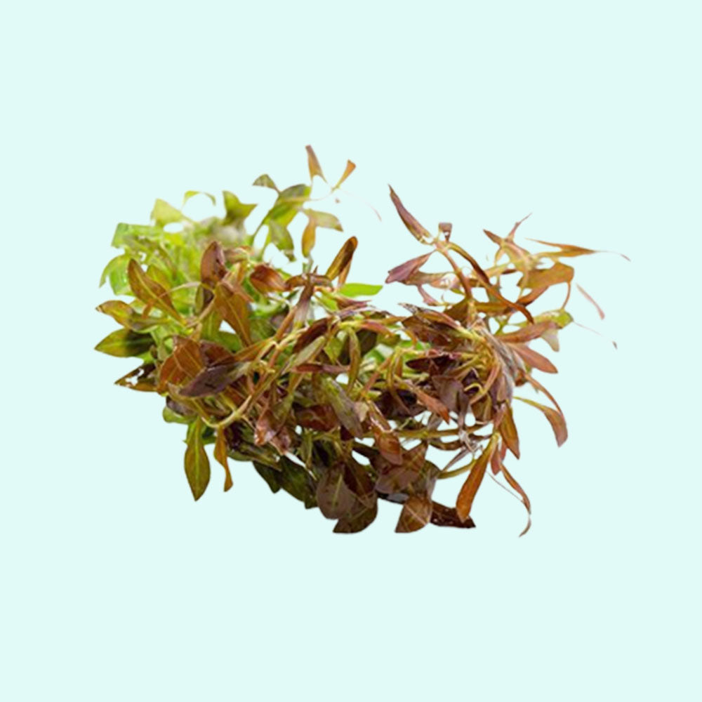 Rotala Vietnam HRa