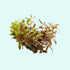 Rotala Vietnam HRa