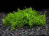 Christmas Moss "Vesicularia Montagnei"