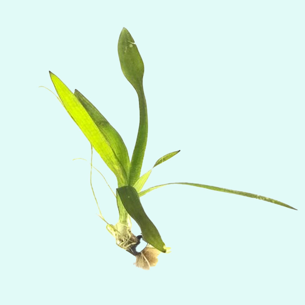 Dwarf Sagittaria (Broadleaf)