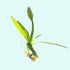 Dwarf Sagittaria (Broadleaf)