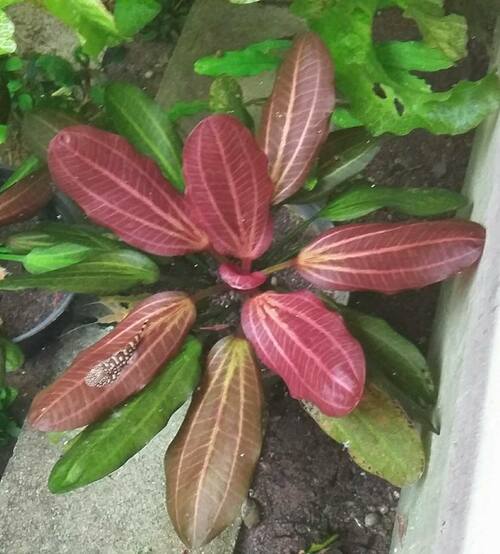 Amazon Sword Echinodorus (Red Pearl)