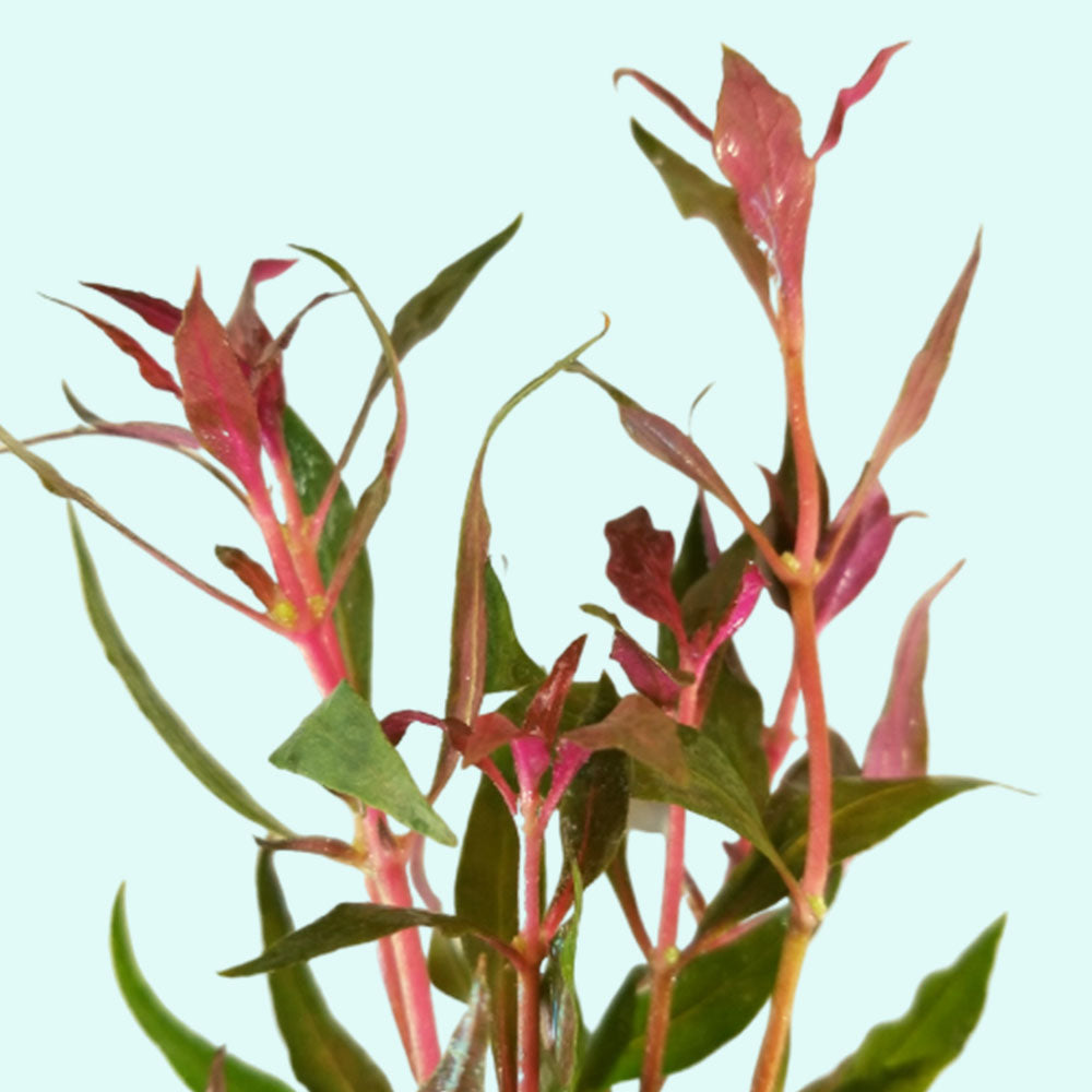 Alternanthera Rosanervig "Fire Temple "